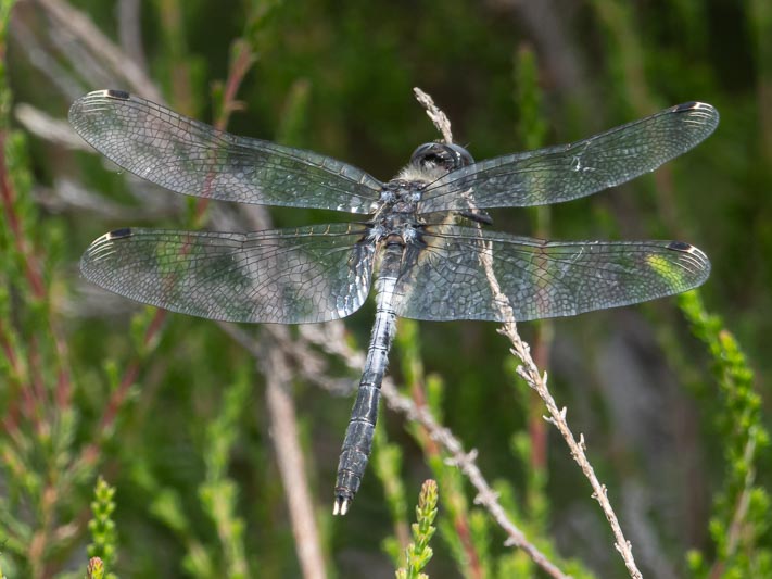 Leucorrhinia albifrons (Dark Whiteface) male-8.jpg